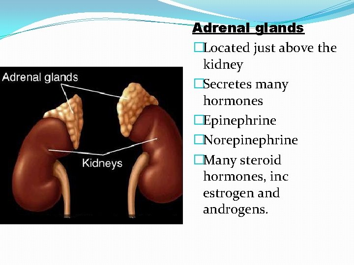 Adrenal glands �Located just above the kidney �Secretes many hormones �Epinephrine �Norepinephrine �Many steroid