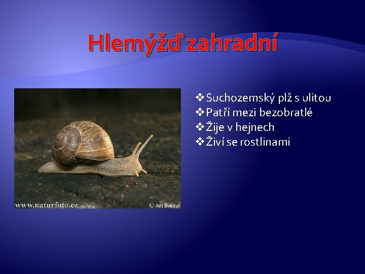 Hlemýžď zahradní v. Suchozemský plž s ulitou v. Patří mezi bezobratlé vŽije v hejnech