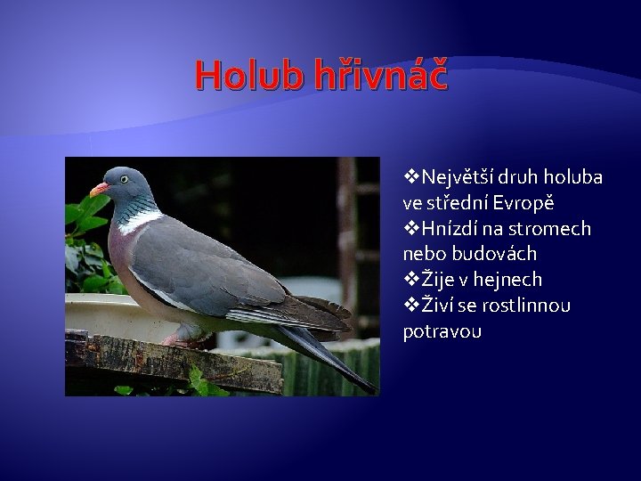 Holub hřivnáč v. Největší druh holuba ve střední Evropě v. Hnízdí na stromech nebo