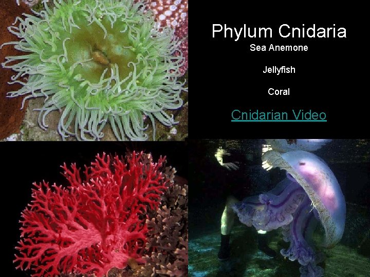 Phylum Cnidaria Sea Anemone Jellyfish Coral Jellyfish Cnidarian Video Sea anemone 