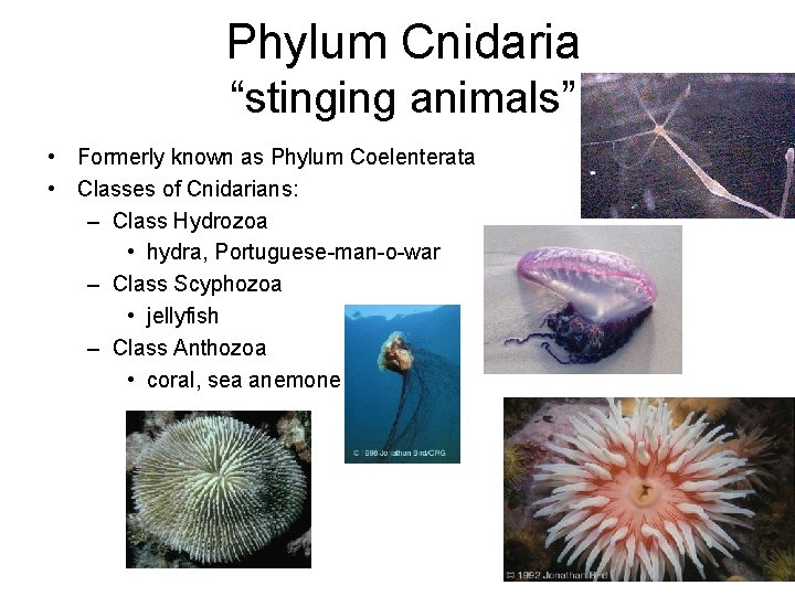 Phylum Cnidaria “stinging animals” • Formerly known as Phylum Coelenterata • Classes of Cnidarians: