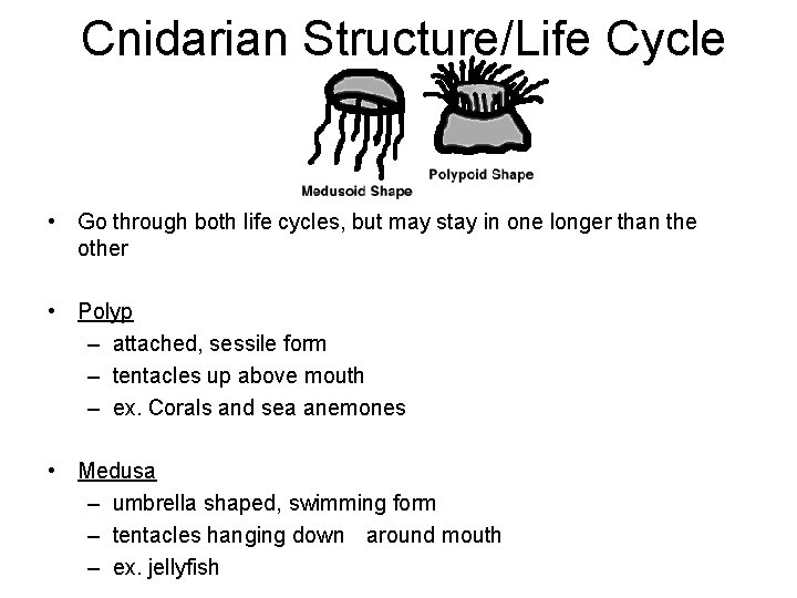 Cnidarian Structure/Life Cycle • Go through both life cycles, but may stay in one