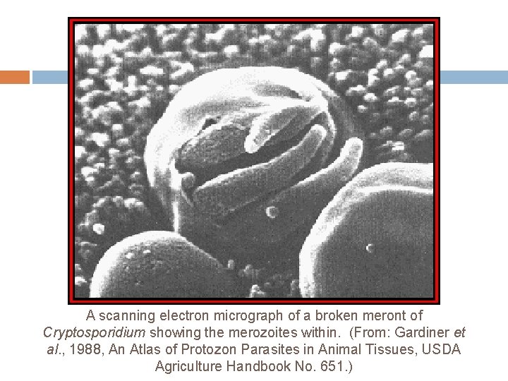 A scanning electron micrograph of a broken meront of Cryptosporidium showing the merozoites within.