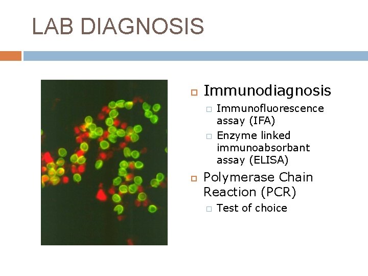 LAB DIAGNOSIS Immunodiagnosis � � Immunofluorescence assay (IFA) Enzyme linked immunoabsorbant assay (ELISA) Polymerase