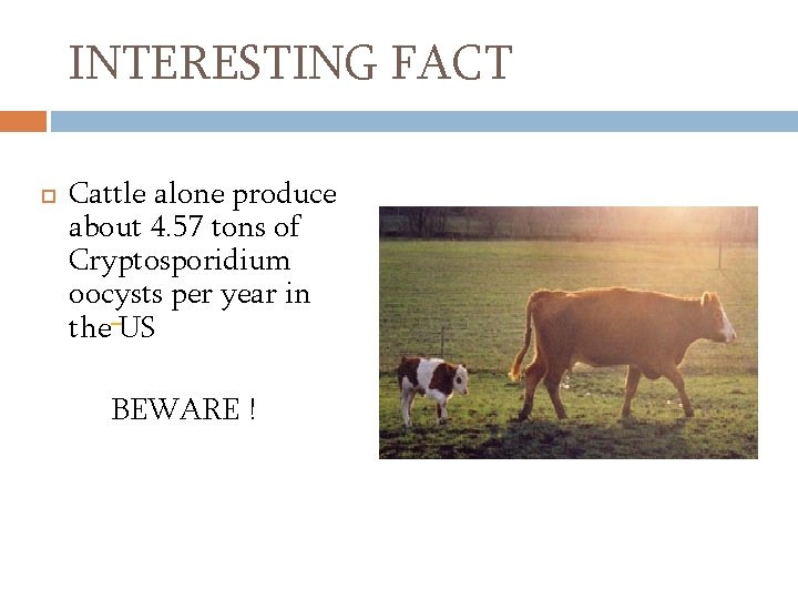 INTERESTING FACT Cattle alone produce about 4. 57 tons of Cryptosporidium oocysts per year