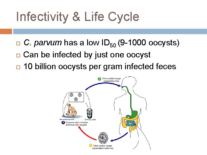 Infectivity & Life Cycle C. parvum has a low ID 50 (9 -1000 oocysts)