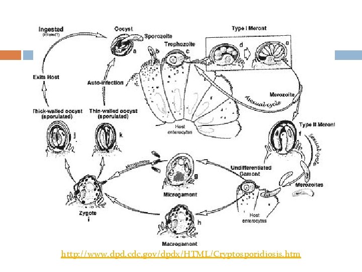 http: //www. dpd. cdc. gov/dpdx/HTML/Cryptosporidiosis. htm 