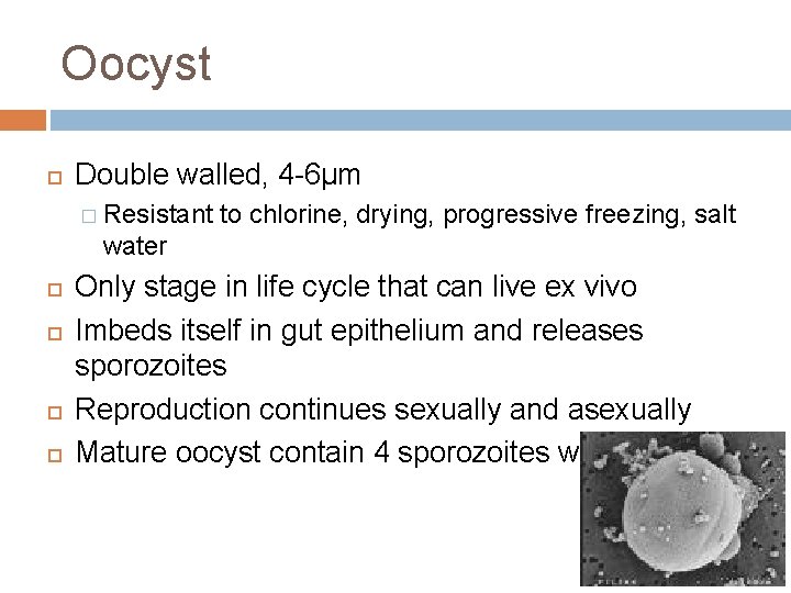 Oocyst Double walled, 4 -6µm � Resistant to chlorine, drying, progressive freezing, salt water