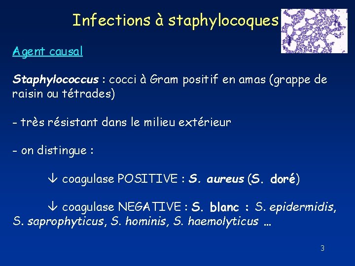 Infections à staphylocoques Agent causal Staphylococcus : cocci à Gram positif en amas (grappe Infections à staphylocoques Agent causal Staphylococcus : cocci à Gram positif en amas (grappe
