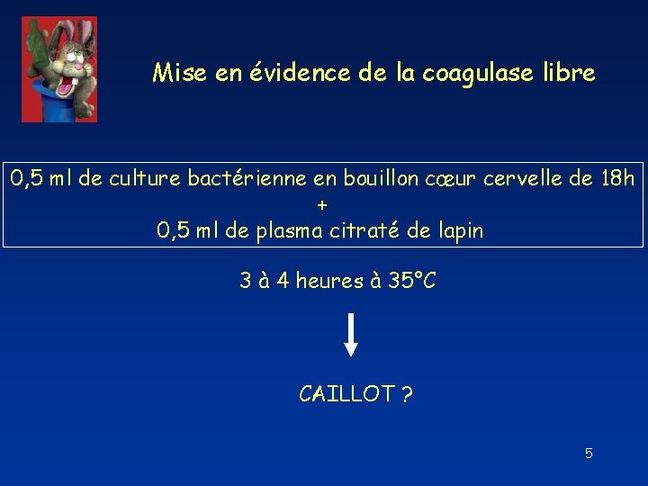 Mise en évidence de la coagulase libre 0, 5 ml de culture bactérienne en Mise en évidence de la coagulase libre 0, 5 ml de culture bactérienne en