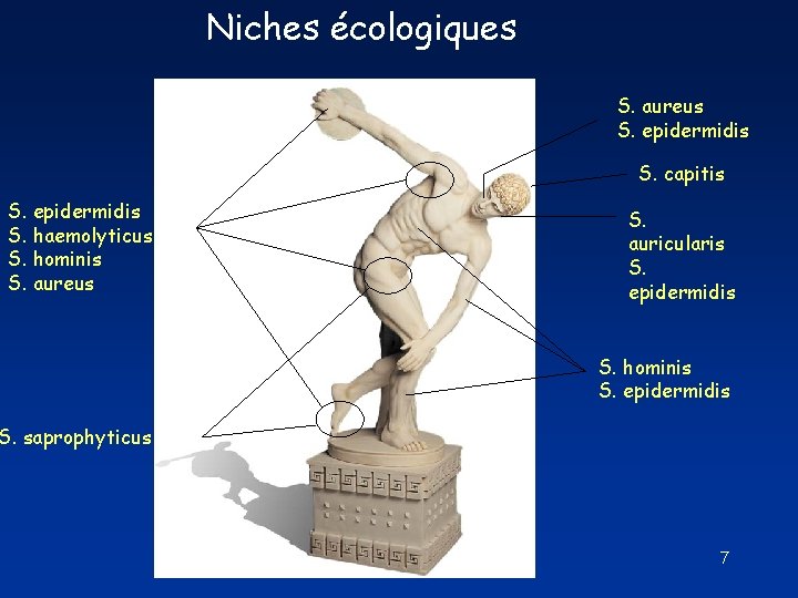 Niches écologiques S. aureus S. epidermidis S. capitis S. epidermidis S. haemolyticus S. hominis Niches écologiques S. aureus S. epidermidis S. capitis S. epidermidis S. haemolyticus S. hominis