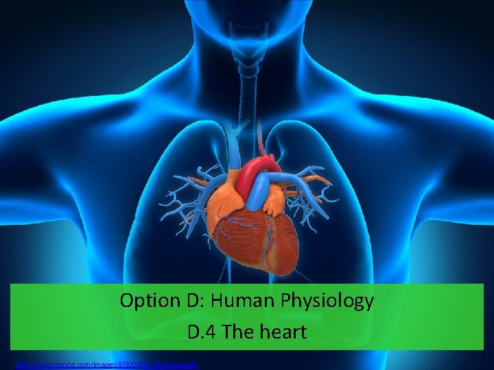 Option D: Human Physiology D. 4 The heart http: //i. livescience. com/images/i/000/057/264/original/h 
