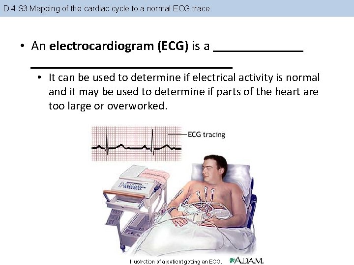 D. 4. S 3 Mapping of the cardiac cycle to a normal ECG trace.