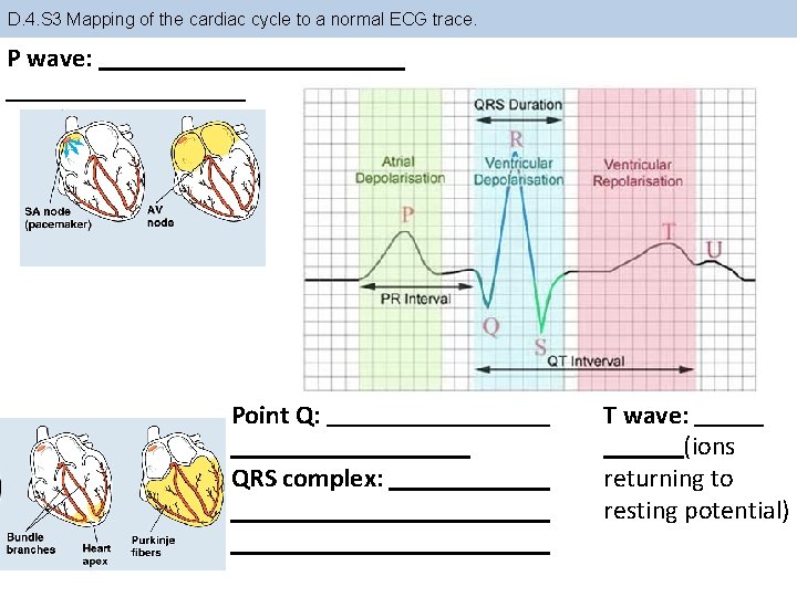 D. 4. S 3 Mapping of the cardiac cycle to a normal ECG trace.