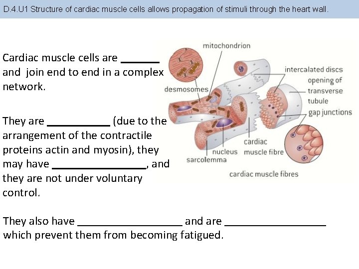 D. 4. U 1 Structure of cardiac muscle cells allows propagation of stimuli through