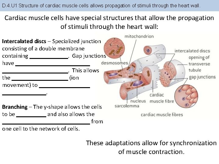 D. 4. U 1 Structure of cardiac muscle cells allows propagation of stimuli through