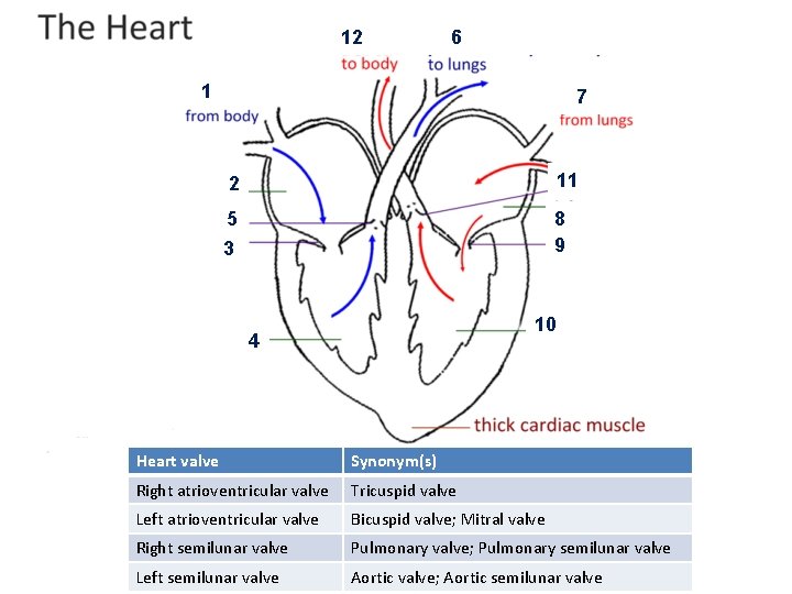 12 6 1 7 2 11 5 8 9 3 10 4 Heart valve