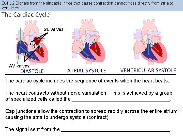 D. 4. U 2 Signals from the sinoatrial node that cause contraction cannot pass