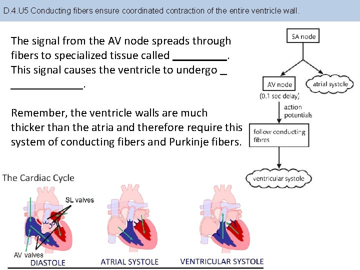 D. 4. U 5 Conducting fibers ensure coordinated contraction of the entire ventricle wall.