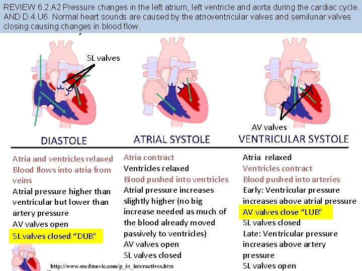 REVIEW 6. 2. A 2 Pressure changes in the left atrium, left ventricle and
