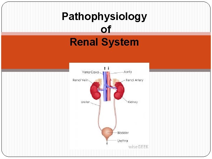 Pathophysiology of Renal System 