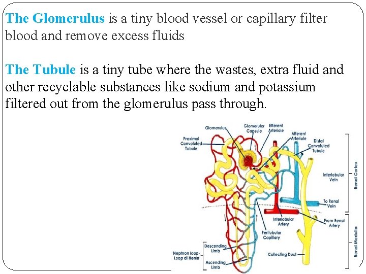 The Glomerulus is a tiny blood vessel or capillary filter blood and remove excess