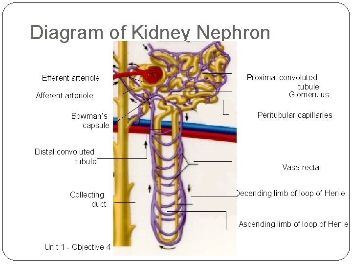 Diagram of Kidney Nephron Efferent arteriole Afferent arteriole Bowman’s capsule Distal convoluted tubule Collecting