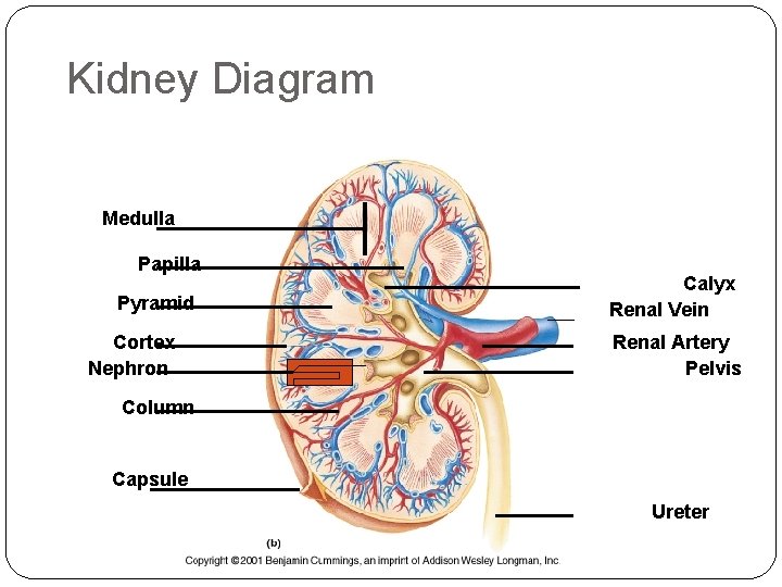 Kidney Diagram Medulla Papilla Pyramid Cortex Nephron Calyx Renal Vein Renal Artery Pelvis Column