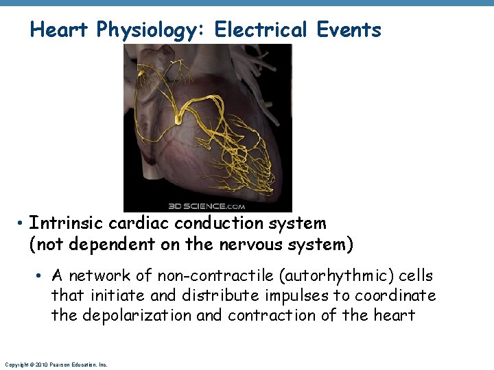 Heart Physiology: Electrical Events • Intrinsic cardiac conduction system (not dependent on the nervous