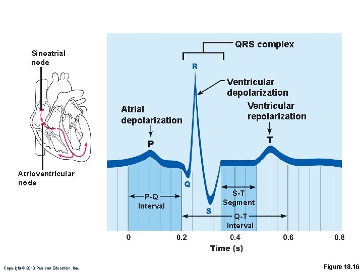 QRS complex Sinoatrial node Atrial depolarization Ventricular repolarization Atrioventricular node P-Q Interval S-T Segment