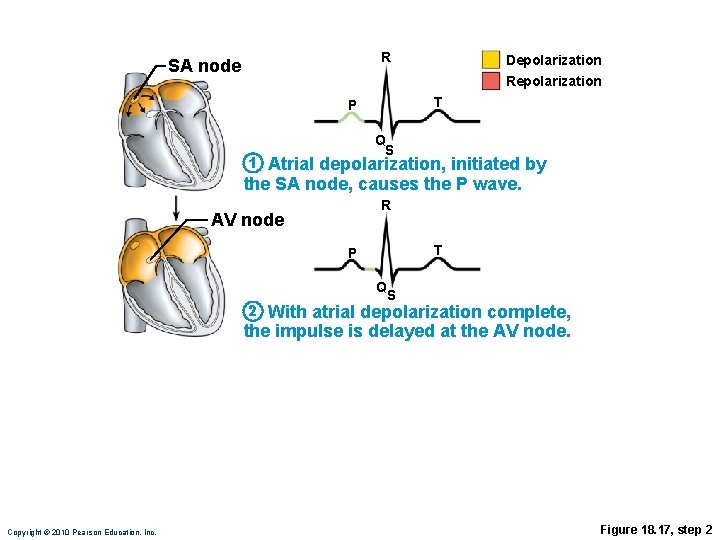 R SA node Depolarization Repolarization T P Q S 1 Atrial depolarization, initiated by