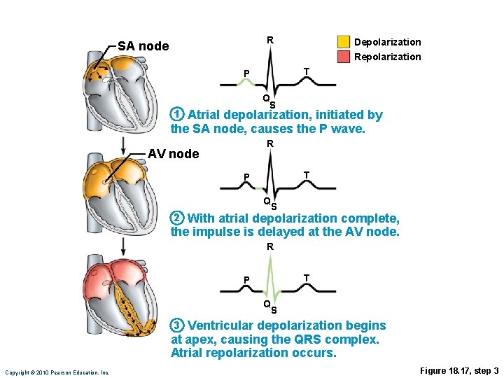 R SA node Depolarization Repolarization T P Q S 1 Atrial depolarization, initiated by