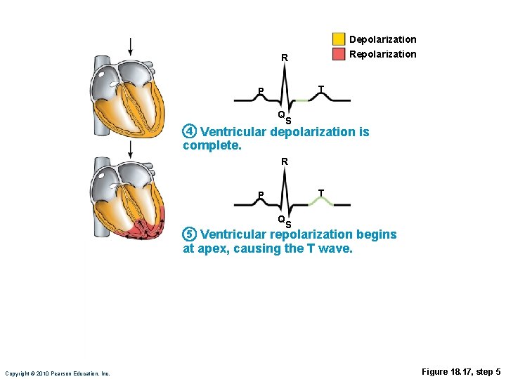 Depolarization R T P Q 4 S Ventricular depolarization is complete. R T P