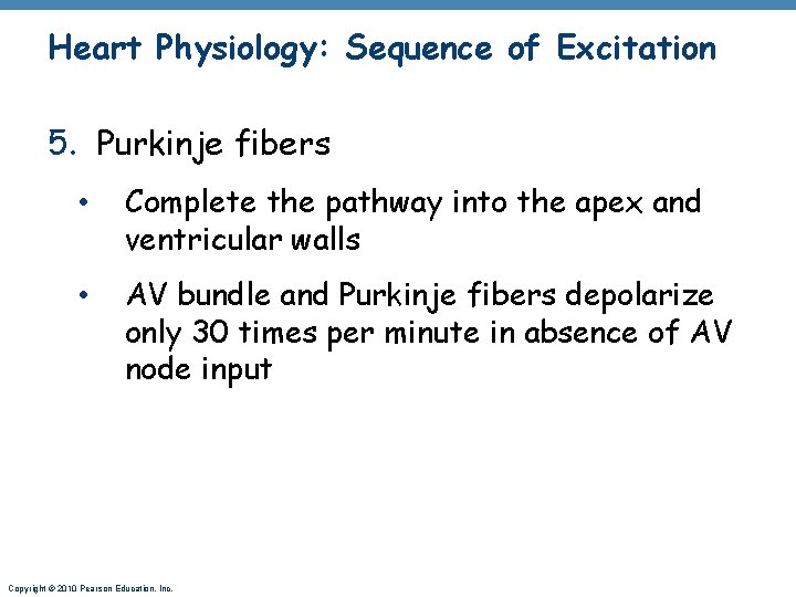Heart Physiology: Sequence of Excitation 5. Purkinje fibers • Complete the pathway into the