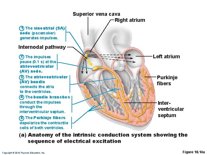 Superior vena cava Right atrium 1 The sinoatrial (SA) node (pacemaker) generates impulses. Internodal
