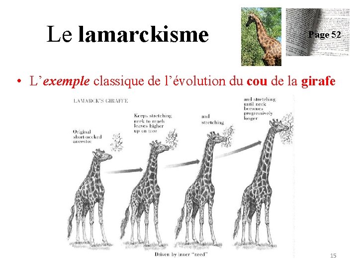 Le lamarckisme Page 52 • L’exemple classique de l’évolution du cou de la girafe