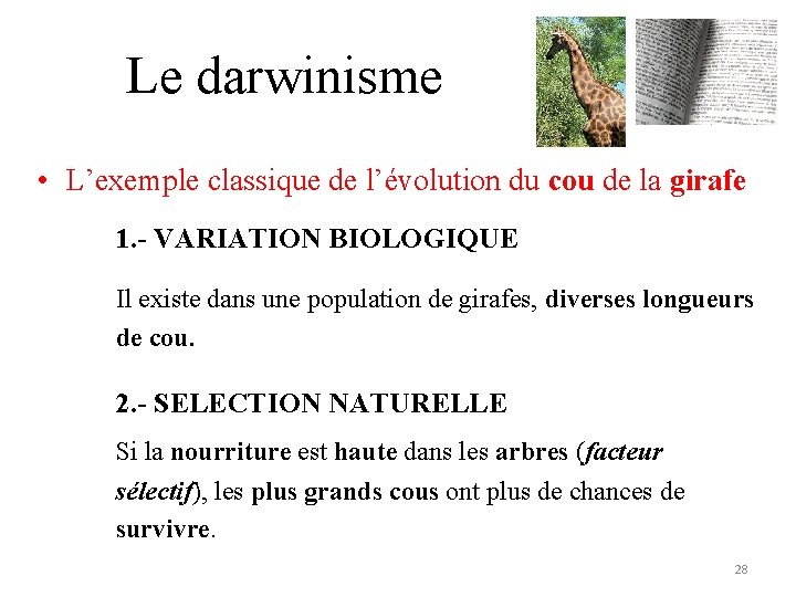 Le darwinisme • L’exemple classique de l’évolution du cou de la girafe 1. -