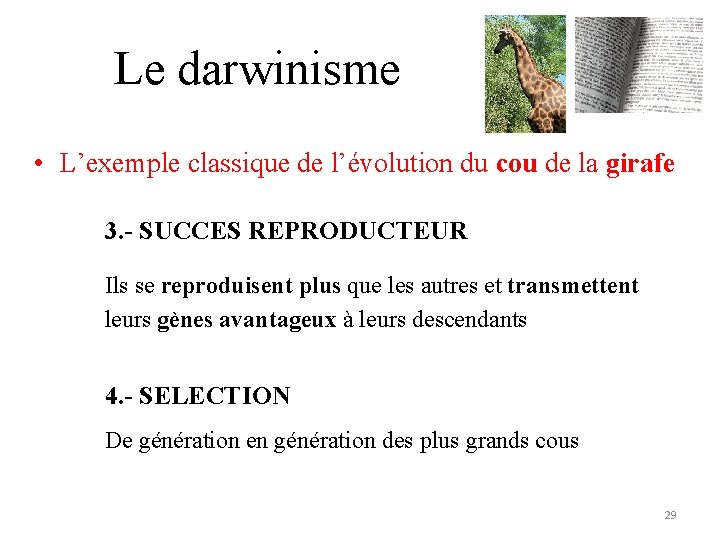 Le darwinisme • L’exemple classique de l’évolution du cou de la girafe 3. -