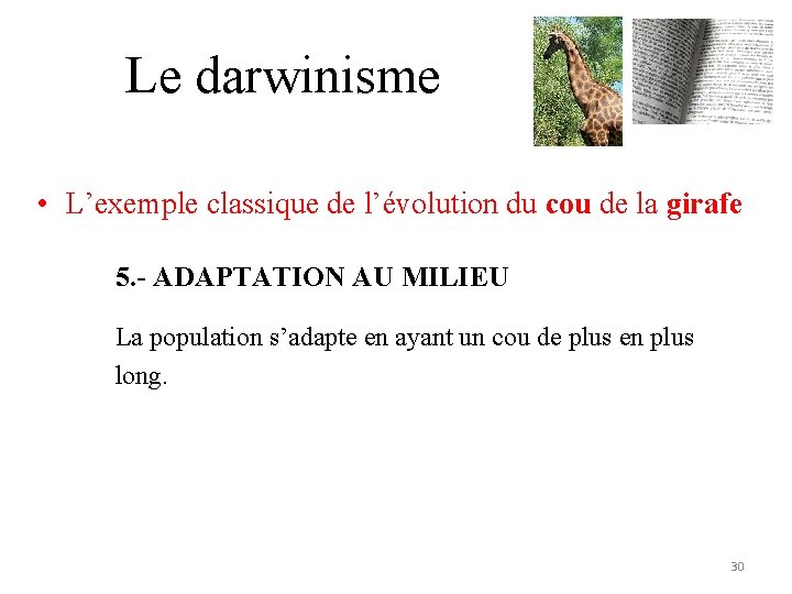 Le darwinisme • L’exemple classique de l’évolution du cou de la girafe 5. -
