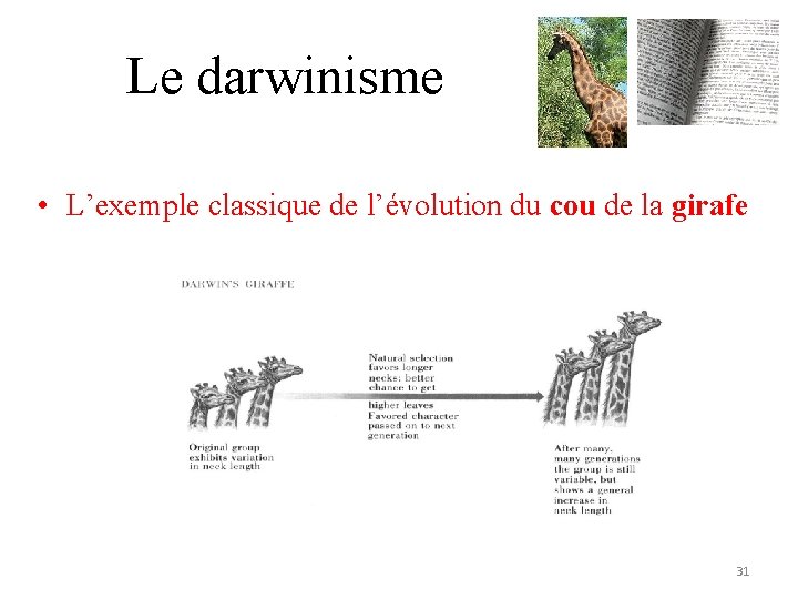 Le darwinisme • L’exemple classique de l’évolution du cou de la girafe 31 