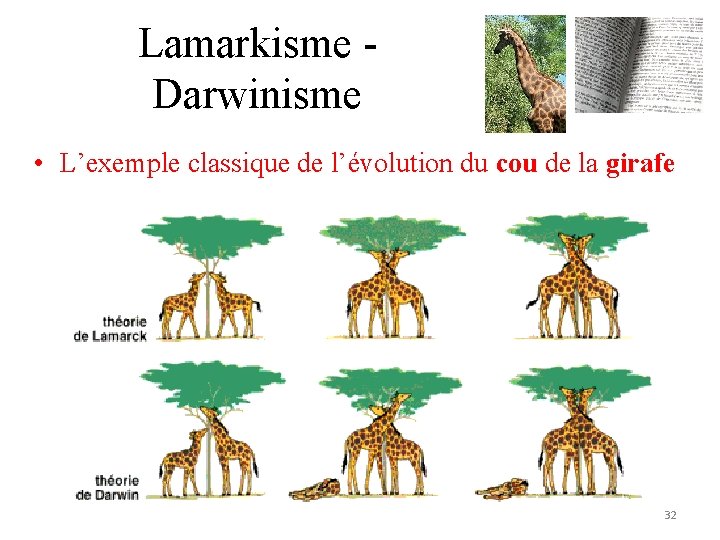Lamarkisme Darwinisme • L’exemple classique de l’évolution du cou de la girafe 32 