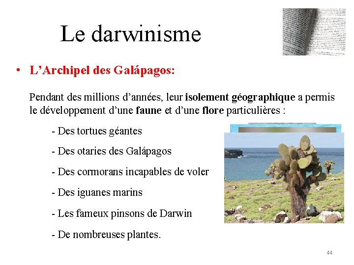 Le darwinisme • L’Archipel des Galápagos: Pendant des millions d’années, leur isolement géographique a