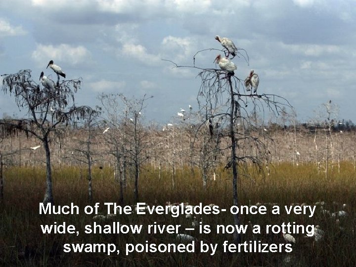 Much of The Everglades- once a very wide, shallow river – is now a