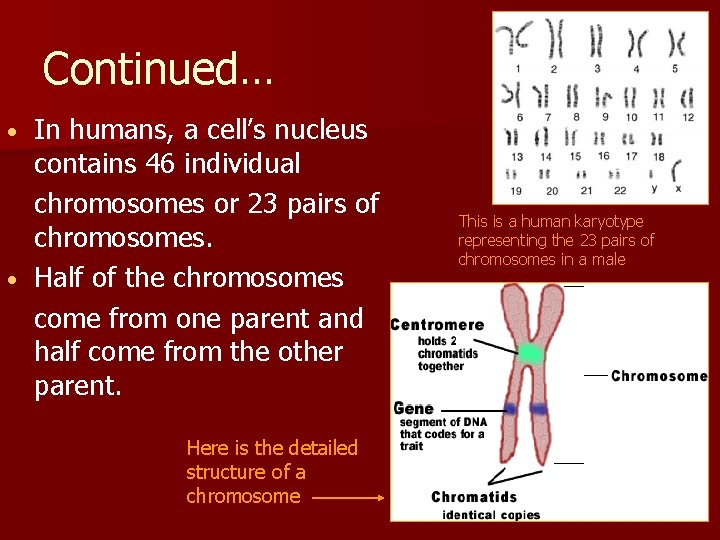 Continued… In humans, a cell’s nucleus contains 46 individual chromosomes or 23 pairs of