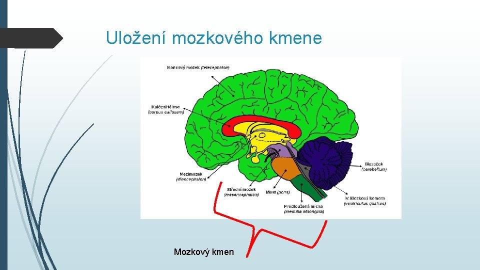 Uložení mozkového kmene Mozkový kmen 