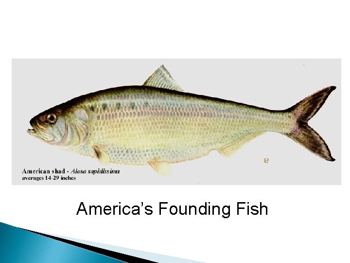 America’s Founding Fish 