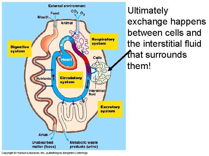 Biology 103 Main pointsQuestions 1 How do your