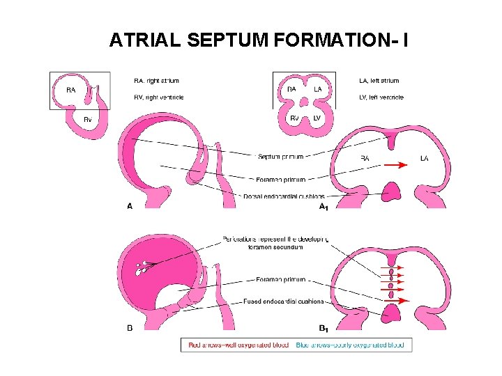 ATRIAL SEPTUM FORMATION- I 