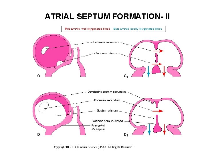 ATRIAL SEPTUM FORMATION- II 