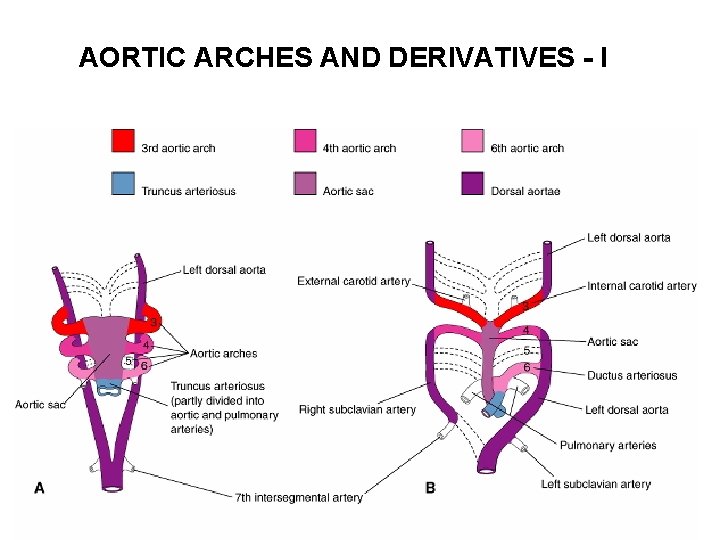 AORTIC ARCHES AND DERIVATIVES - I 